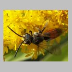 Sphecodes ephippius - Blutbiene m04b 8mm.jpg